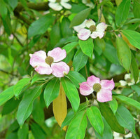 20 HIMALAYAN DOGWOOD / STRAWBERRY Tree Cornus Capitata White & Pink Flower Red Fruit Seeds