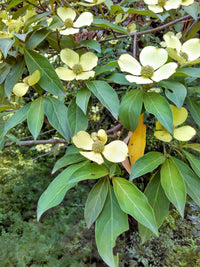 20 HIMALAYAN DOGWOOD / STRAWBERRY Tree Cornus Capitata White & Pink Flower Red Fruit Seeds