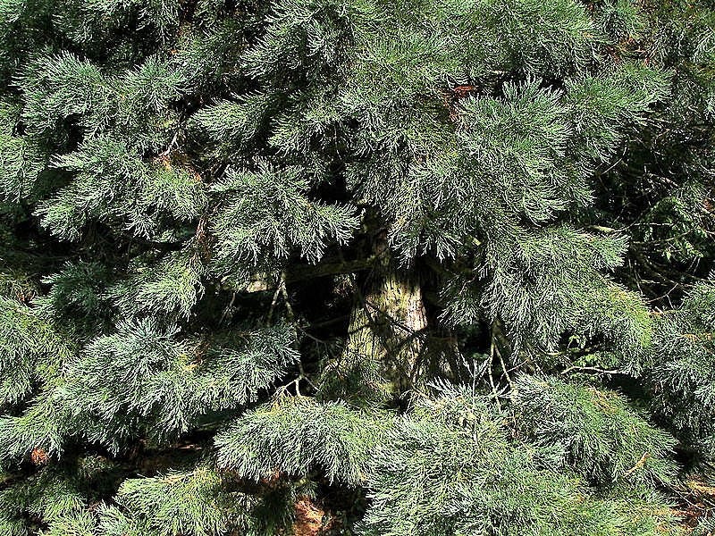 40 GIANT SEQUOIA Sequoiadendron Giganteum Sierra Redwood Tree Seeds