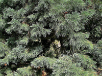 40 GIANT SEQUOIA Sequoiadendron Giganteum Sierra Redwood Tree Seeds