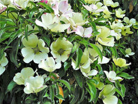 20 HIMALAYAN DOGWOOD / STRAWBERRY Tree Cornus Capitata White & Pink Flower Red Fruit Seeds