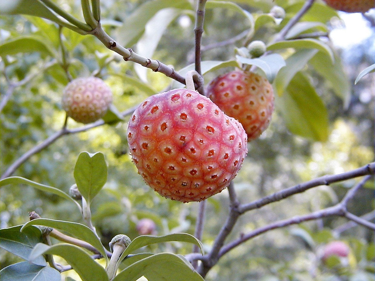 20 HIMALAYAN DOGWOOD / STRAWBERRY Tree Cornus Capitata White & Pink Flower Red Fruit Seeds