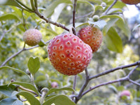 20 HIMALAYAN DOGWOOD / STRAWBERRY Tree Cornus Capitata White & Pink Flower Red Fruit Seeds