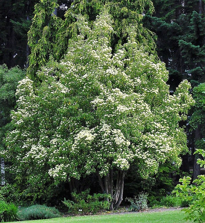 20 HIMALAYAN DOGWOOD / STRAWBERRY Tree Cornus Capitata White & Pink Flower Red Fruit Seeds