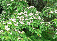 20 HIMALAYAN DOGWOOD / STRAWBERRY Tree Cornus Capitata White & Pink Flower Red Fruit Seeds