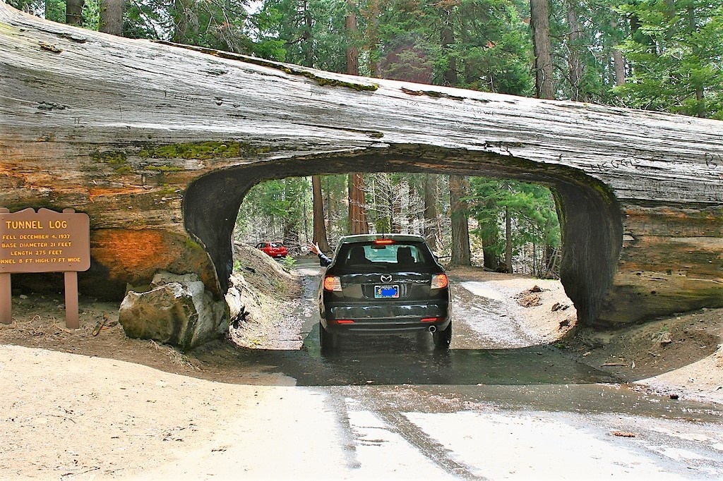 40 GIANT SEQUOIA Sequoiadendron Giganteum Sierra Redwood Tree Seeds