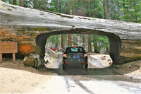 40 GIANT SEQUOIA Sequoiadendron Giganteum Sierra Redwood Tree Seeds