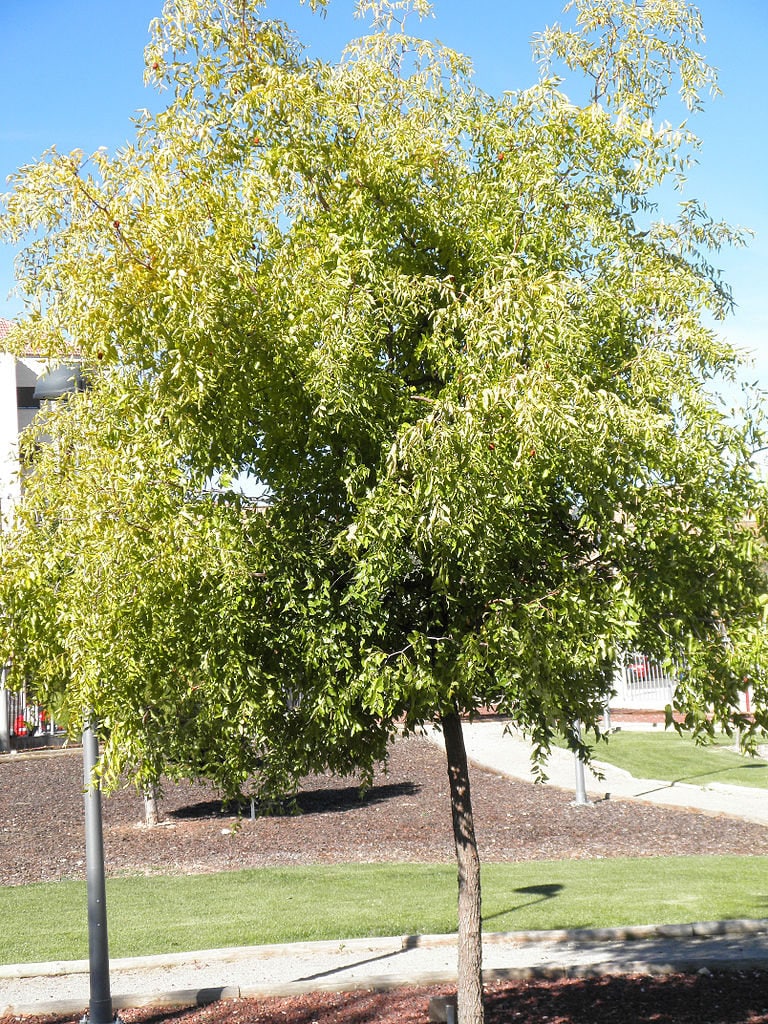 20 ASIAN DATE Jujube Ziziphus Spinosa Common Chinese Tsao Red Fruit Tree Seeds
