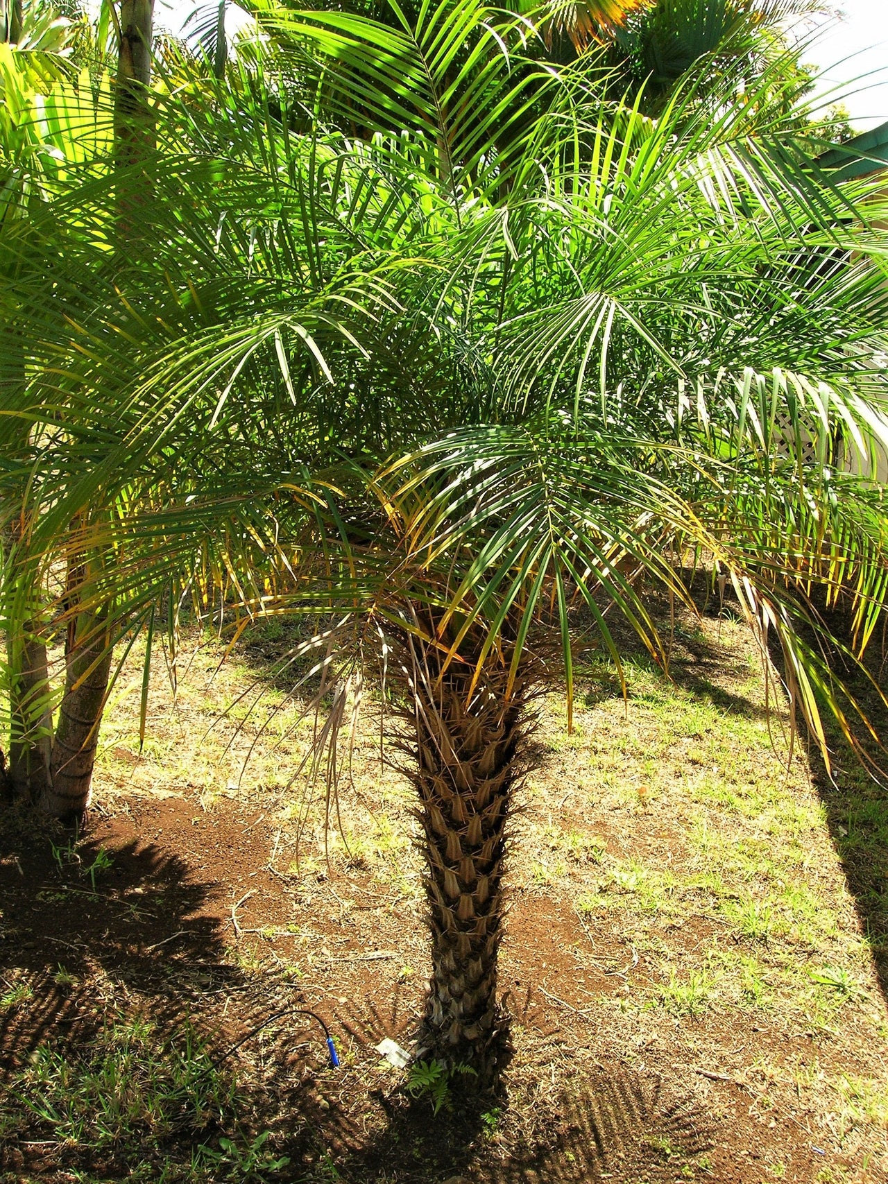 10 PYGMY DATE PALM Phoenix Roebelenii Dwarf Miniature Ornamental Fruit Tree Houseplant Seeds