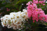 50 MIXED CREPE MYRTLE Lagerstroemia Indica Tree Shrub Crape 6 Color Mix - Red, Purple, Light Pink, Dark Pink, White, & Lilac Flower Seeds