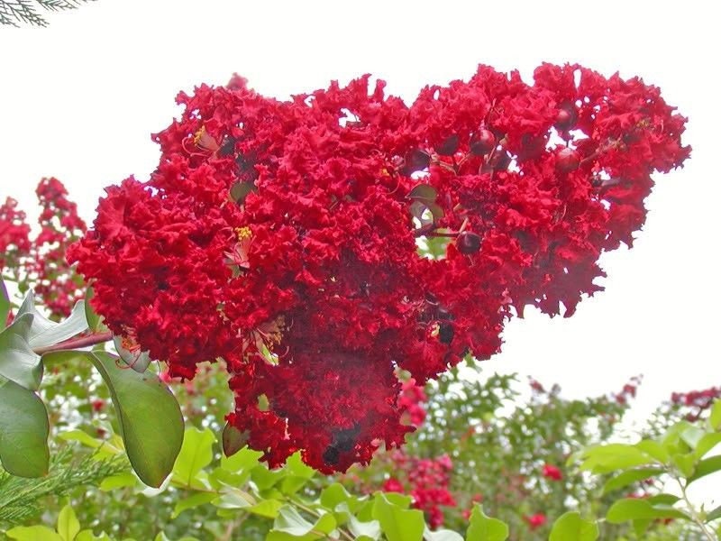 50 MIXED CREPE MYRTLE Lagerstroemia Indica Tree Shrub Crape 6 Color Mix - Red, Purple, Light Pink, Dark Pink, White, & Lilac Flower Seeds