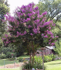 50 MIXED CREPE MYRTLE Lagerstroemia Indica Tree Shrub Crape 6 Color Mix - Red, Purple, Light Pink, Dark Pink, White, & Lilac Flower Seeds