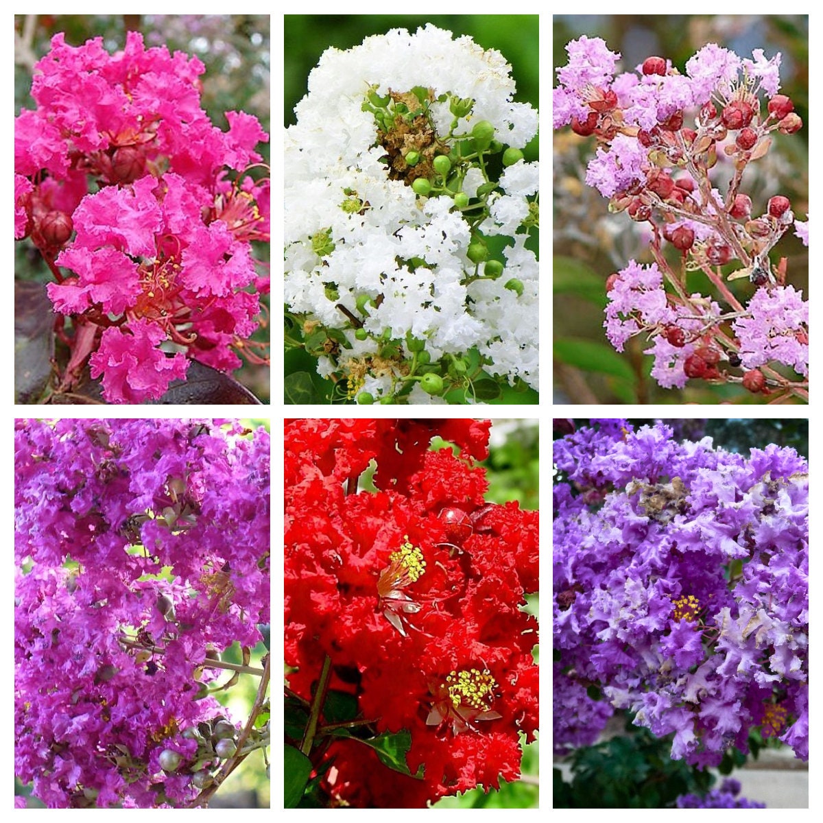 50 MIXED CREPE MYRTLE Lagerstroemia Indica Tree Shrub Crape 6 Color Mix - Red, Purple, Light Pink, Dark Pink, White, & Lilac Flower Seeds