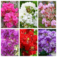50 MIXED CREPE MYRTLE Lagerstroemia Indica Tree Shrub Crape 6 Color Mix - Red, Purple, Light Pink, Dark Pink, White, & Lilac Flower Seeds