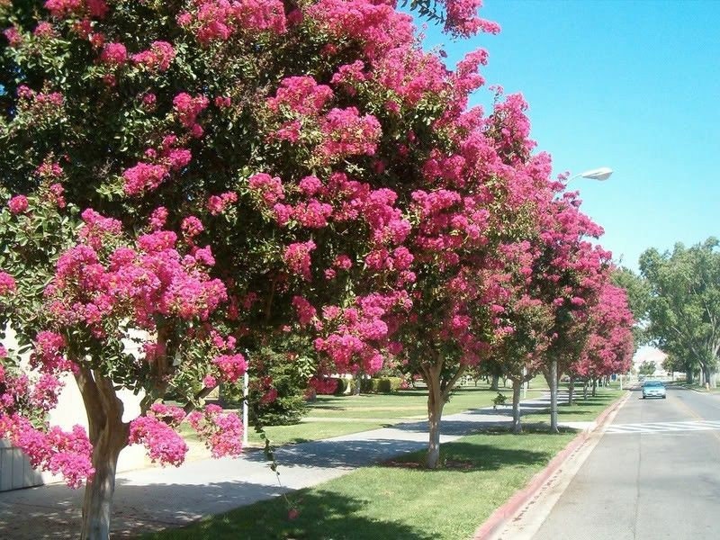 50 MIXED CREPE MYRTLE Lagerstroemia Indica Tree Shrub Crape 6 Color Mix - Red, Purple, Light Pink, Dark Pink, White, & Lilac Flower Seeds