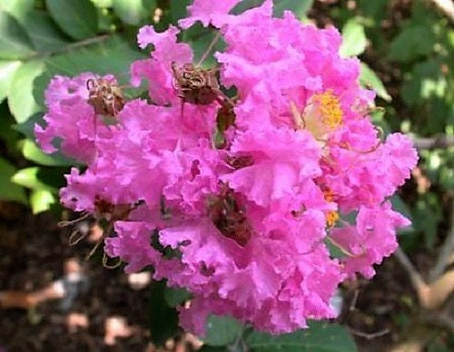 50 MIXED CREPE MYRTLE Lagerstroemia Indica Tree Shrub Crape 6 Color Mix - Red, Purple, Light Pink, Dark Pink, White, & Lilac Flower Seeds