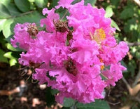 50 MIXED CREPE MYRTLE Lagerstroemia Indica Tree Shrub Crape 6 Color Mix - Red, Purple, Light Pink, Dark Pink, White, & Lilac Flower Seeds