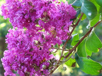 50 MIXED CREPE MYRTLE Lagerstroemia Indica Tree Shrub Crape 6 Color Mix - Red, Purple, Light Pink, Dark Pink, White, & Lilac Flower Seeds