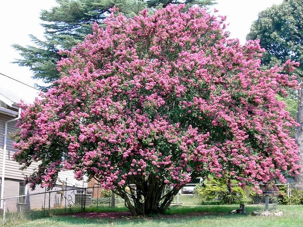 50 MIXED CREPE MYRTLE Lagerstroemia Indica Tree Shrub Crape 6 Color Mix - Red, Purple, Light Pink, Dark Pink, White, & Lilac Flower Seeds