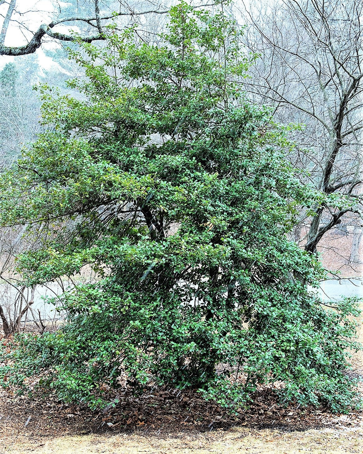 40 AMERICAN HOLLY Ilex Opaca Tree Shrub Evergreen Red Berry Seeds - aka White Holly, Prickly Holly, Christmas Holly, Yule Holly