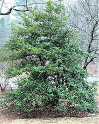 40 AMERICAN HOLLY Ilex Opaca Tree Shrub Evergreen Red Berry Seeds - aka White Holly, Prickly Holly, Christmas Holly, Yule Holly