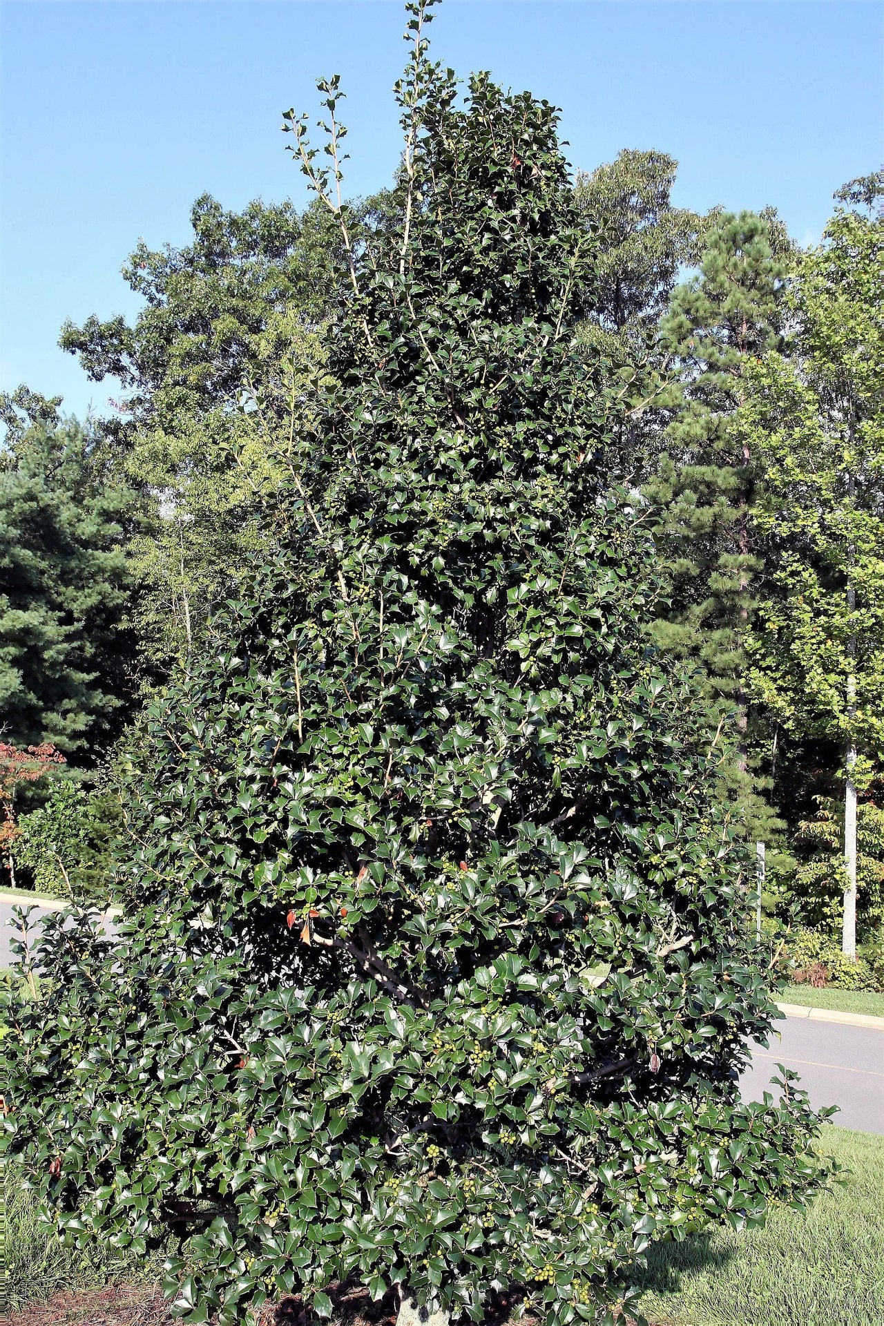 40 AMERICAN HOLLY Ilex Opaca Tree Shrub Evergreen Red Berry Seeds - aka White Holly, Prickly Holly, Christmas Holly, Yule Holly