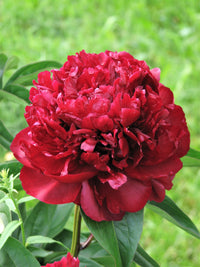 5 GARDEN PEONY Paeonia Lactiflora Red Pink White Mix Chinese Peony Flower Seeds