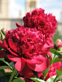 5 GARDEN PEONY Paeonia Lactiflora Red Pink White Mix Chinese Peony Flower Seeds
