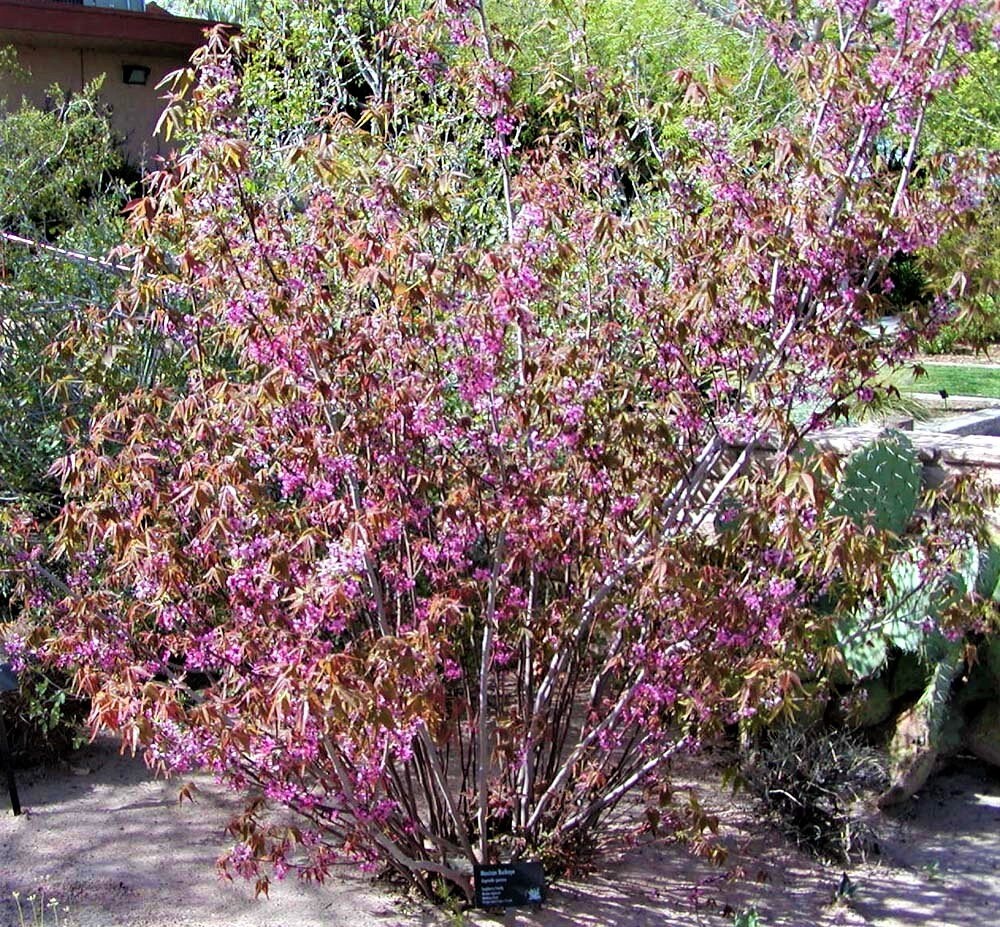 5 MEXICAN BUCKEYE Ungnadia Speciosa Shrub Tree Pink Purple Fragrant Flower Seeds