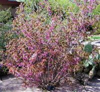 5 MEXICAN BUCKEYE Ungnadia Speciosa Shrub Tree Pink Purple Fragrant Flower Seeds