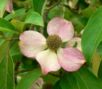 5 PINK DOGWOOD Tree Cornus Capitata Angustata Kousa Ornamental Flowering Tree Seeds