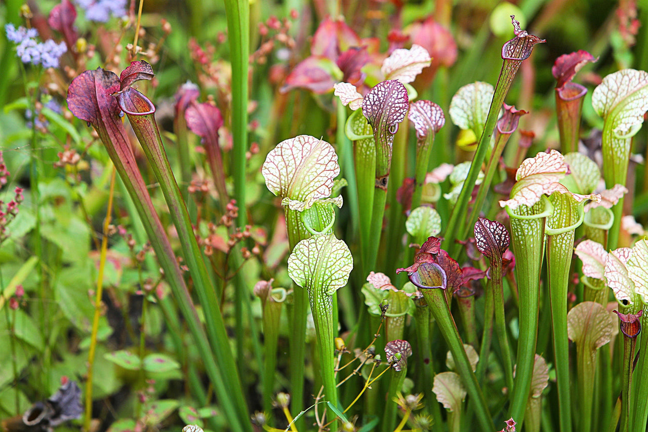 10 MIXED PITCHER PLANT Sarracenia Carnivorous Red Purple Yellow White Flower Seeds
