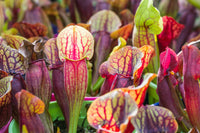 10 MIXED PITCHER PLANT Sarracenia Carnivorous Red Purple Yellow White Flower Seeds