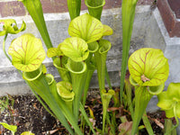 10 MIXED PITCHER PLANT Sarracenia Carnivorous Red Purple Yellow White Flower Seeds