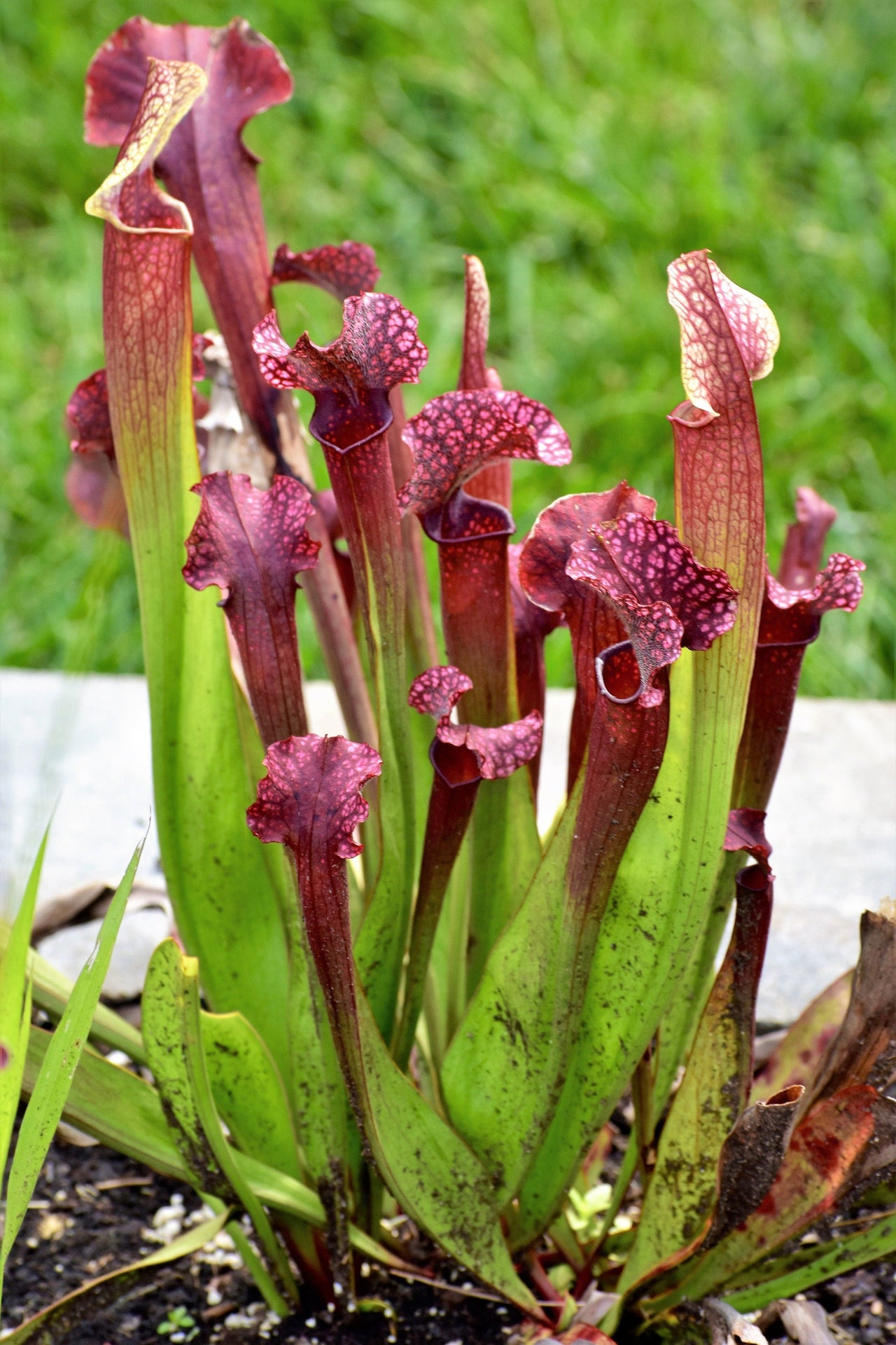 10 MIXED PITCHER PLANT Sarracenia Carnivorous Red Purple Yellow White Flower Seeds