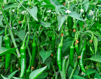 100 BIG JIM PEPPER Green to Red Big 12