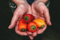 20 Organic Yellow MINI BELL PEPPER Sweet Mild Miniature Capsicum Annuum Vegetable Seeds