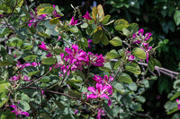 10 PURPLE ORCHID TREE Bauhinia Purpurea Camel's Foot Butterfly Flower Tree Hummingbird Seeds
