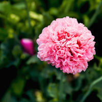 300 Organic ROSE PEONY POPPY Pink Papaver Peoniflorum Flower Seeds