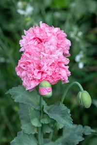 300 Organic ROSE PEONY POPPY Pink Papaver Peoniflorum Flower Seeds