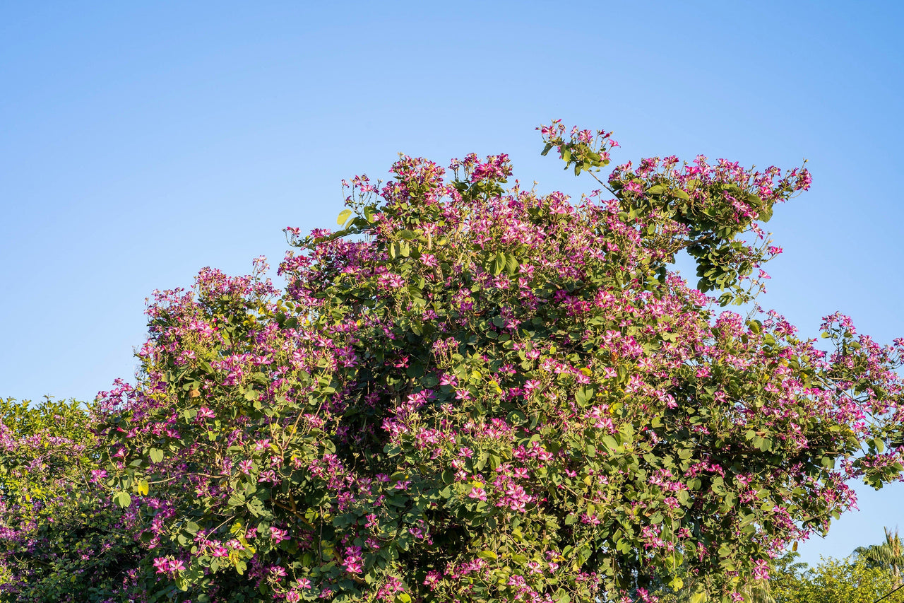 10 PURPLE ORCHID TREE Bauhinia Purpurea Camel's Foot Butterfly Flower Tree Hummingbird Seeds