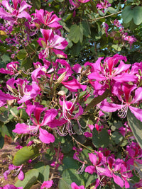 10 PURPLE ORCHID TREE Bauhinia Purpurea Camel's Foot Butterfly Flower Tree Hummingbird Seeds