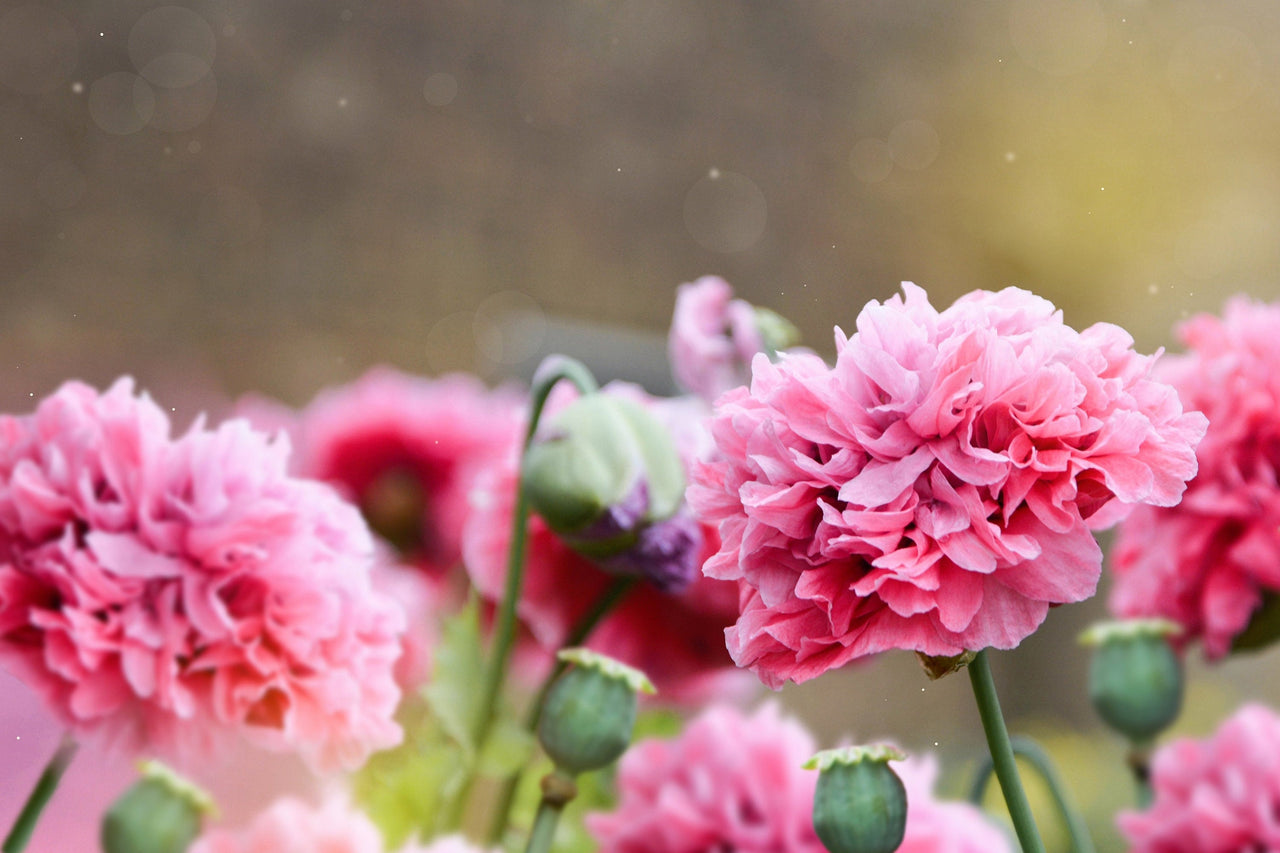 300 Organic ROSE PEONY POPPY Pink Papaver Peoniflorum Flower Seeds