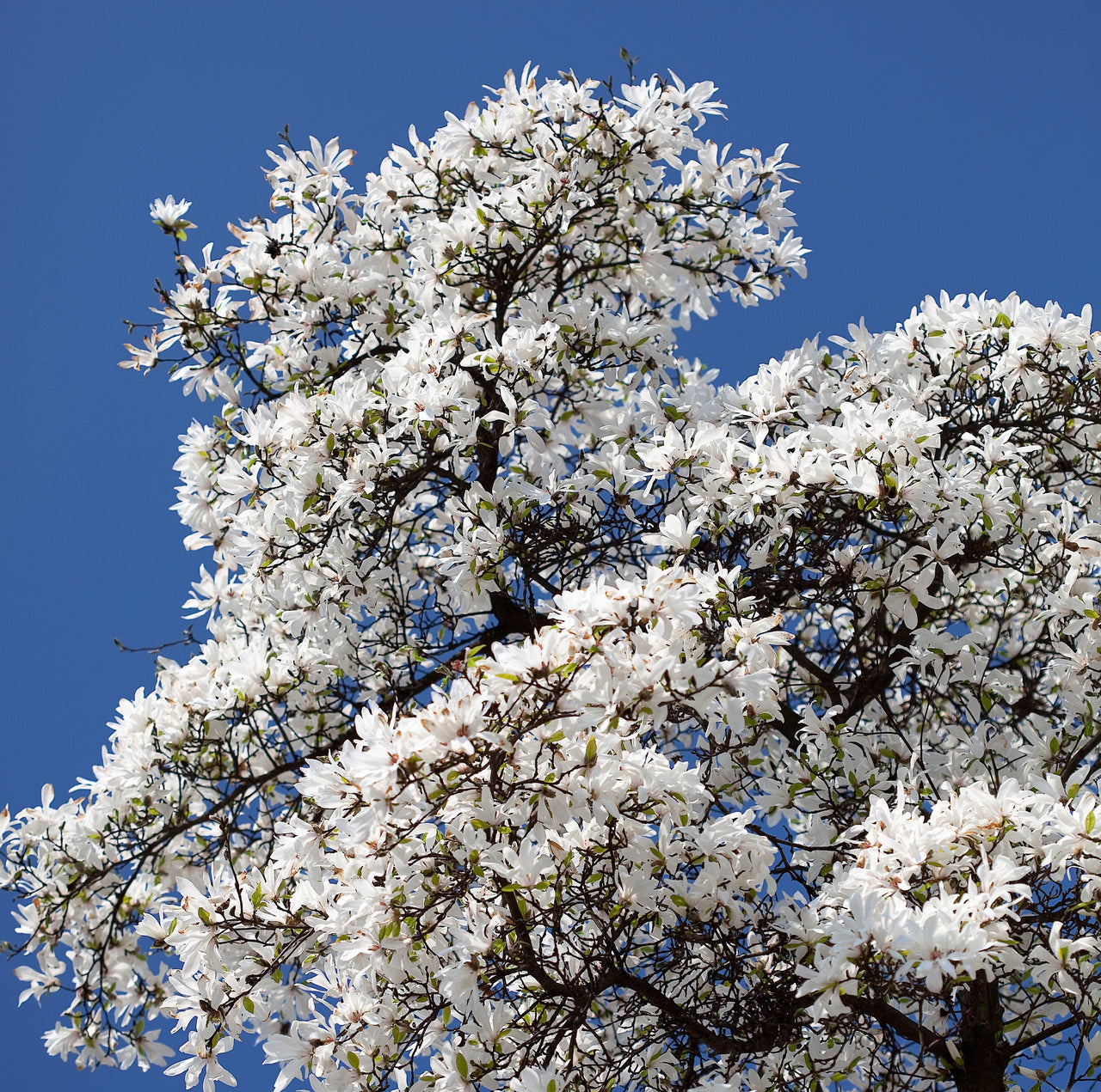 10 KOBUS MAGNOLIA TREE aka Japanese Magnolia or Kobushi - White Pink 4" Fragrant Flower Seeds