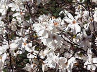 10 SWEETBAY MAGNOLIA Virginiana TREE Shrub Native Sweet Bay, White Bay, Laurel Magnolia - White 3