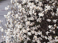 10 SWEETBAY MAGNOLIA Virginiana TREE Shrub Native Sweet Bay, White Bay, Laurel Magnolia - White 3