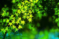 20 GREEN JAPANESE MAPLE Tree Ornamental Acer Palmatum Palmate Maple Yellow Fall Color Red Flower Seeds