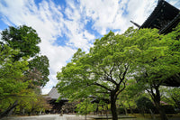 20 GREEN JAPANESE MAPLE Tree Ornamental Acer Palmatum Palmate Maple Yellow Fall Color Red Flower Seeds