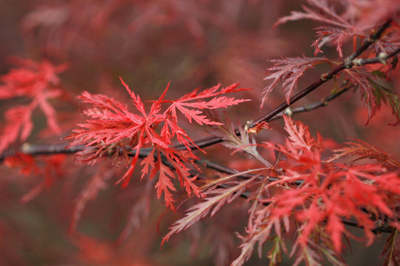 10 Red Dwarf Japanese LACELEAF MAPLE Tree Lace Blood Acer Palmatum Atropurpureum Dissectum Shrub Seeds