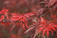10 Red Dwarf Japanese LACELEAF MAPLE Tree Lace Blood Acer Palmatum Atropurpureum Dissectum Shrub Seeds